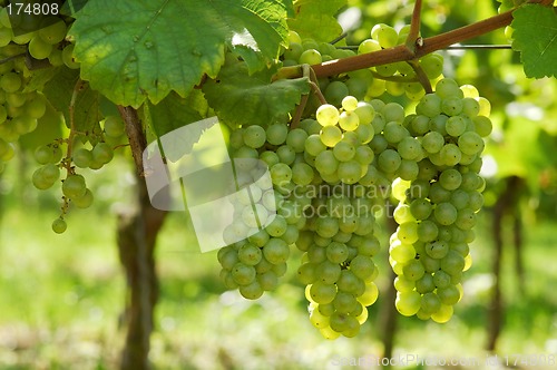 Image of White grapes