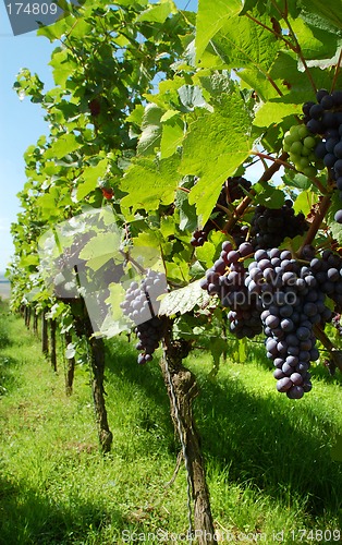 Image of Vineyard with ripe black grapes