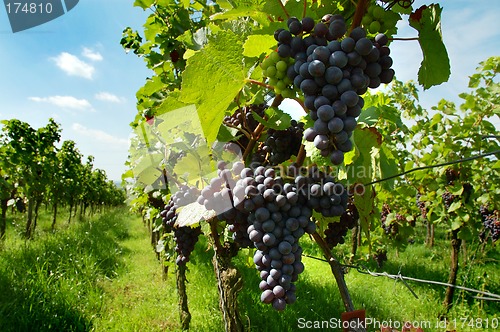 Image of Vineyard with ripe black grapes