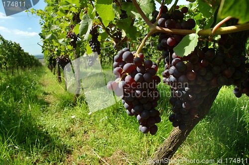 Image of Vineyard with ripe black grapes