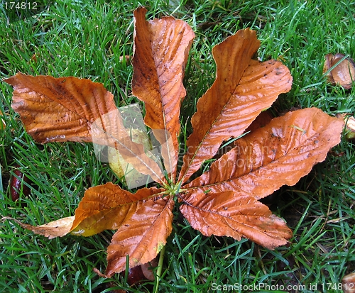 Image of leaf in fall