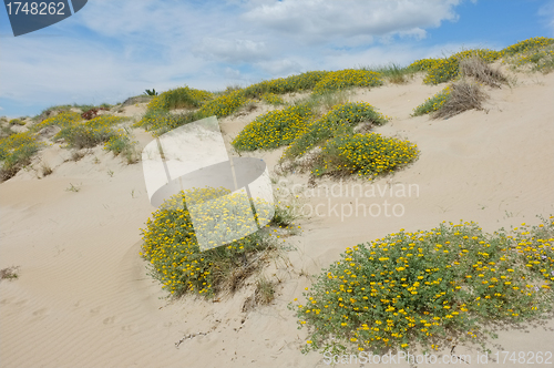 Image of Dune vegetation