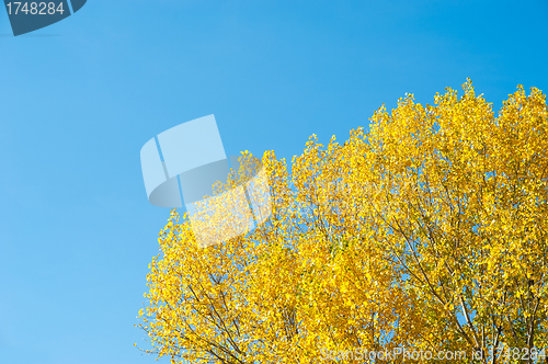 Image of Autumn backdrop