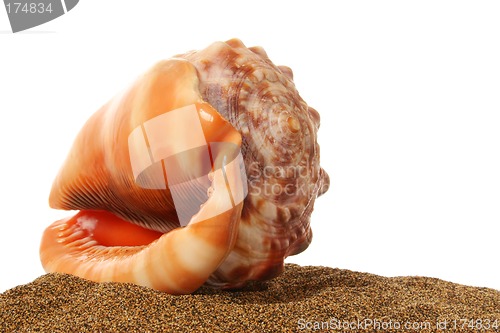 Image of Seashell