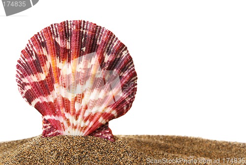 Image of Scallop on Sand