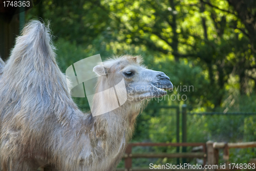 Image of Camel