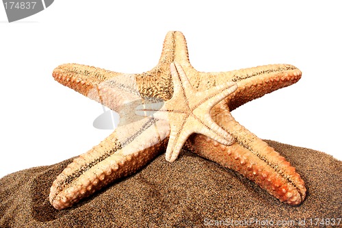 Image of Starfish and Sand