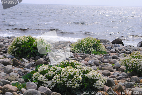 Image of Sea kale