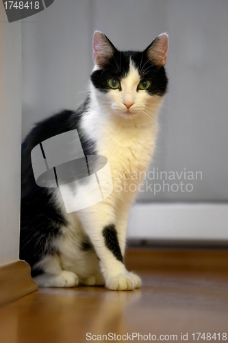 Image of Cat