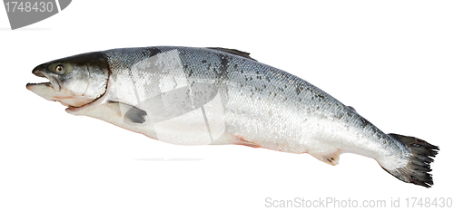 Image of Atlantic Salmon Salmo