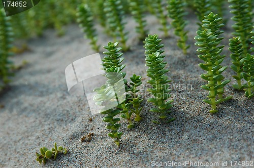 Image of plant
