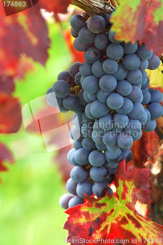 Image of Black grapes