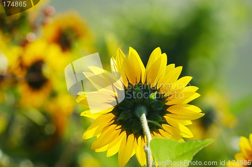 Image of Sunflower