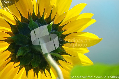 Image of Sunflower