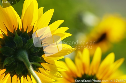 Image of Close-up of sunflower