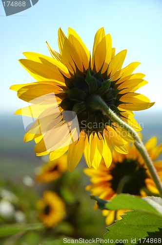 Image of Sunflower