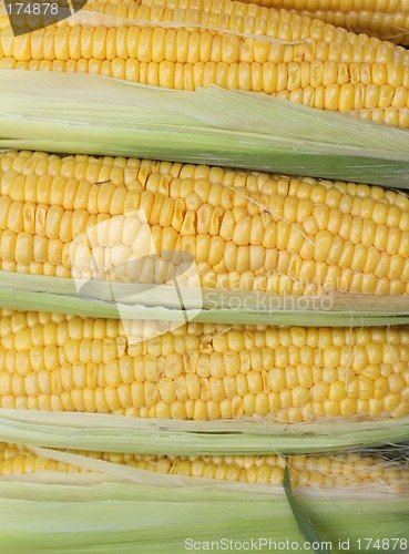 Image of Corn cobs