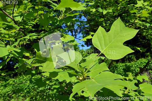 Image of Beautiful shape decorative maple tree green leaves 