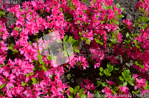 Image of Close up of red pink vivid rhododendron rosebay 