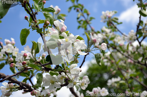 Image of Blooming apple tree branch and bee collect nectar 