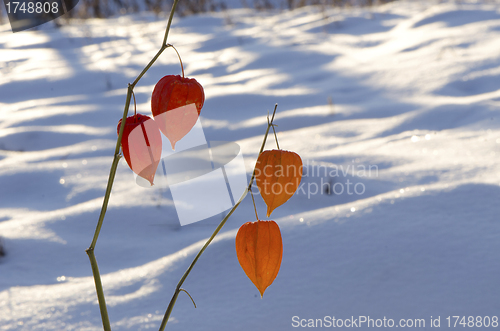 Image of Husk tomatoe Physalis alkekengi plant in winter 