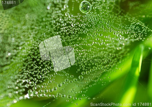 Image of Dew drops on the web