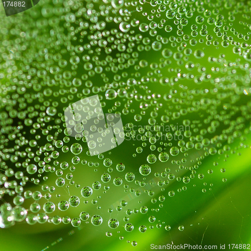 Image of Dew drops on the web