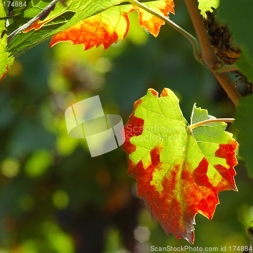 Image of Autumn vine leaves