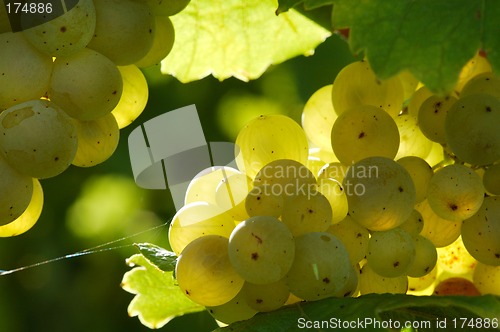 Image of White grapes