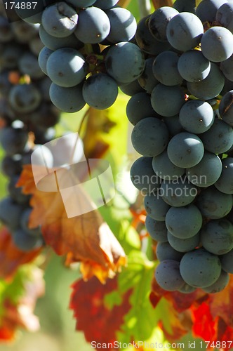 Image of Black grapes