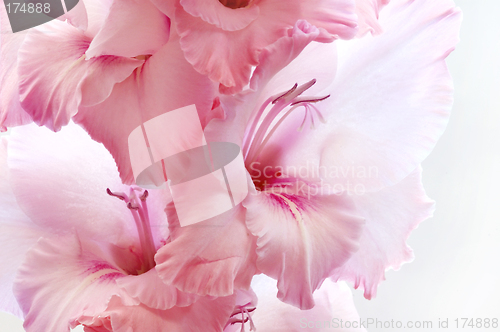 Image of Pink gladiolus