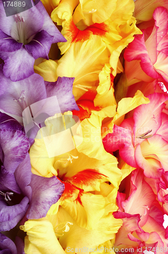 Image of Colorful gladioli