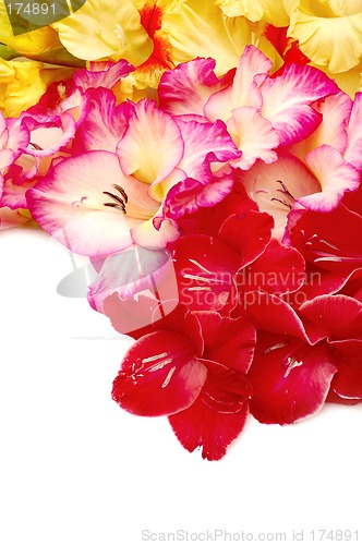 Image of Colorful gladioli on white