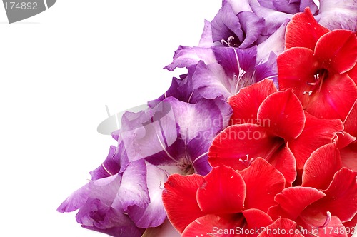 Image of Gladiolus