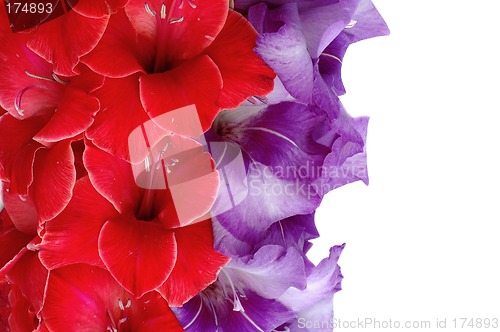 Image of Gladiolus