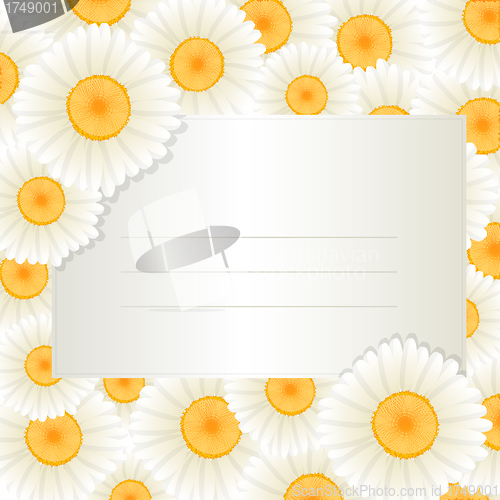 Image of Oxeye daisy text card