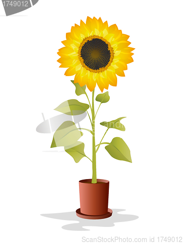 Image of Potted sunflower
