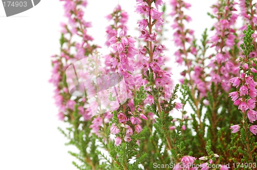 Image of Heather