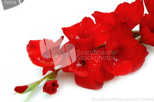 Image of Red gladiolus