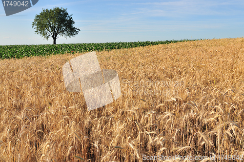 Image of Cereal field
