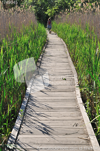 Image of Wooden footpath