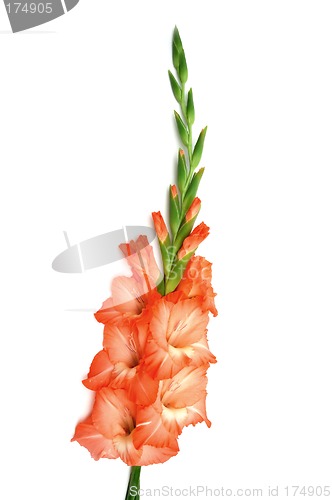 Image of Gladiolus