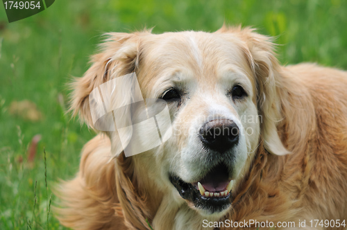 Image of Golden retriever