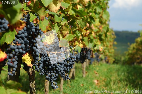 Image of Autumn vineyard