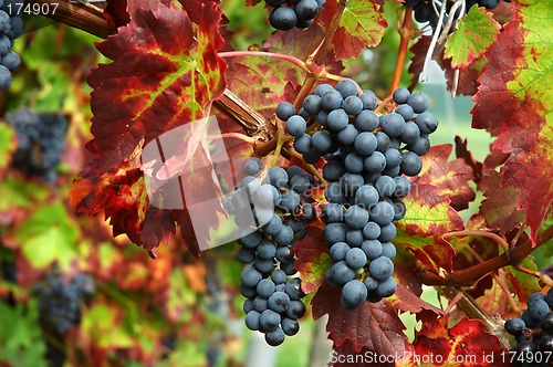 Image of Black grapes