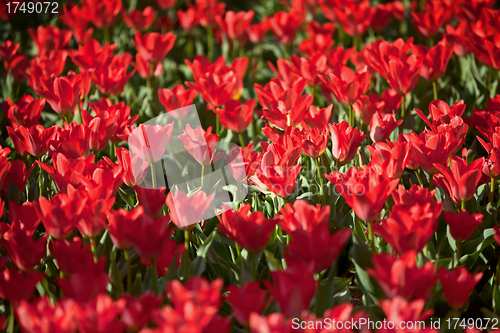 Image of Blooming red tulips