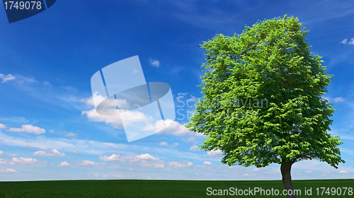 Image of Large tree among the meadows