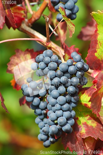 Image of Black grapes