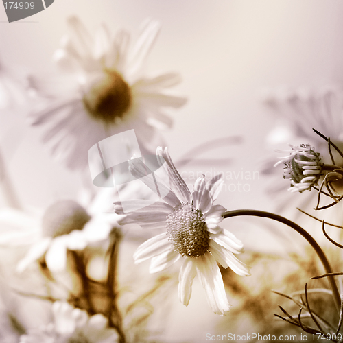 Image of Daisies