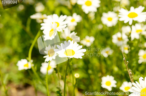 Image of camomiles